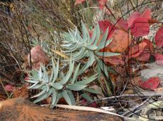 Euphorbia-rigida_растение